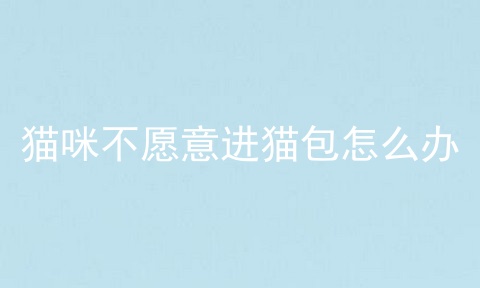猫咪不愿意进猫包怎么办
