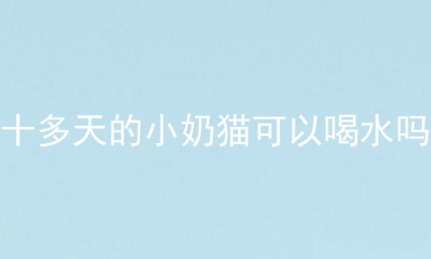 十多天的小奶猫可以喝水吗