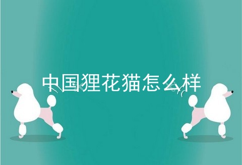 中国狸花猫怎么样