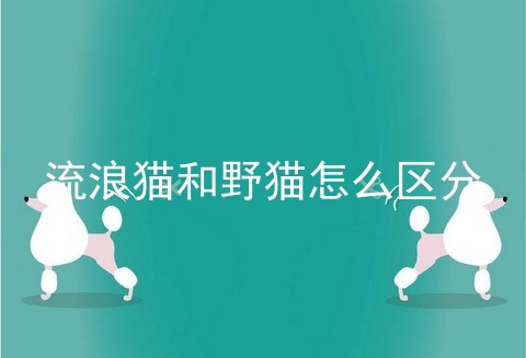 流浪猫和野猫怎么区分