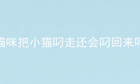 猫咪把小猫叼走还会叼回来吗
