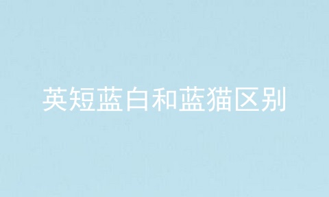 英短蓝白和蓝猫区别