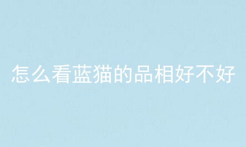 怎么看蓝猫的品相好不好