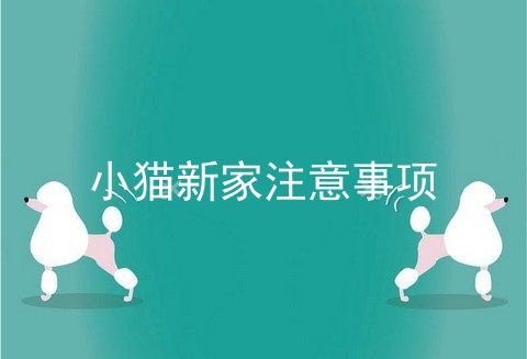 小猫新家注意事项