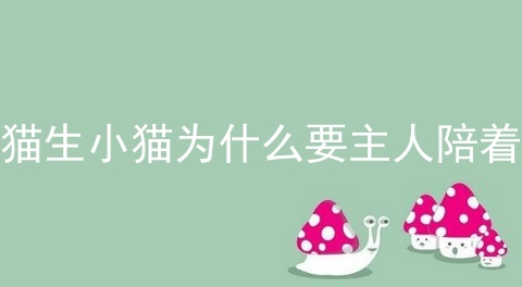 猫生小猫为什么要主人陪着