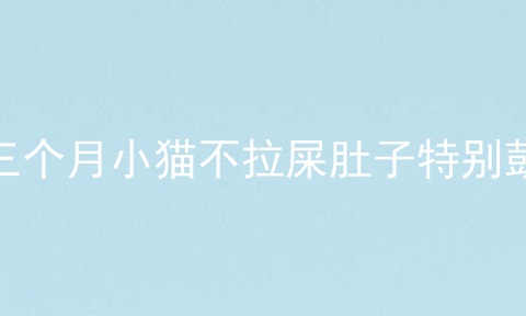 三个月小猫不拉屎肚子特别鼓