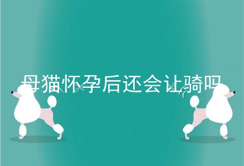 母猫怀孕后还会让骑吗