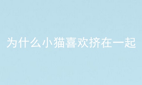 为什么小猫喜欢挤在一起
