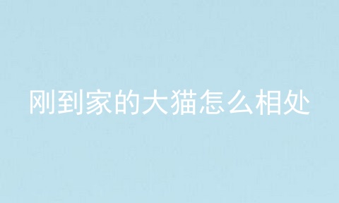 刚到家的大猫怎么相处