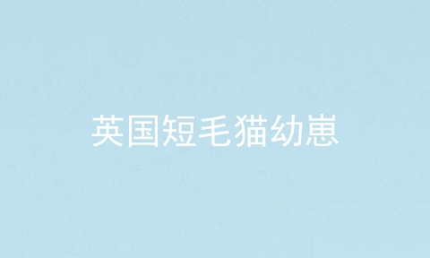 英国短毛猫幼崽