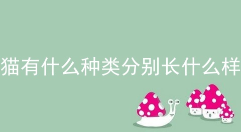 猫有什么种类分别长什么样