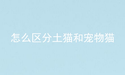 怎么区分土猫和宠物猫