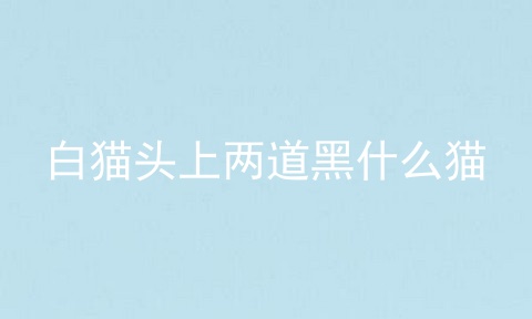 白猫头上两道黑什么猫