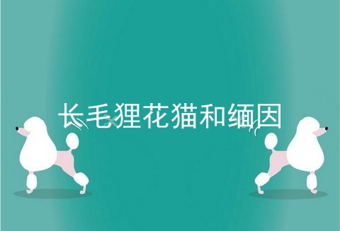 长毛狸花猫和缅因