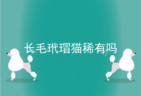 长毛玳瑁猫稀有吗