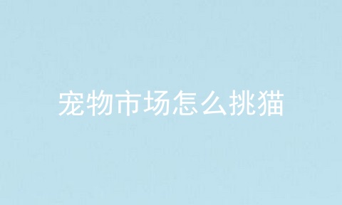 宠物市场怎么挑猫