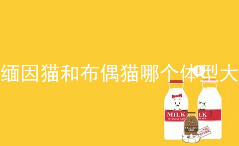 缅因猫和布偶猫哪个体型大