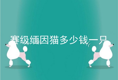 赛级缅因猫多少钱一只