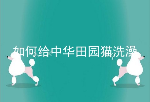 如何给中华田园猫洗澡
