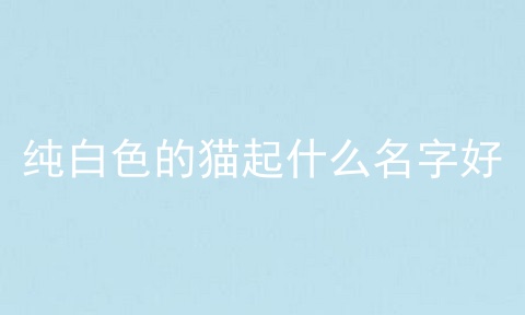 纯白色的猫起什么名字好
