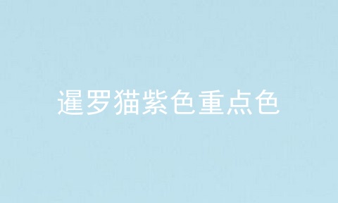 暹罗猫紫色重点色