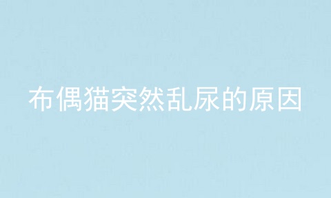 布偶猫突然乱尿的原因