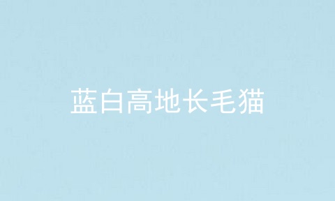 蓝白高地长毛猫