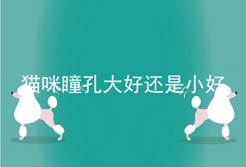 猫咪瞳孔大好还是小好