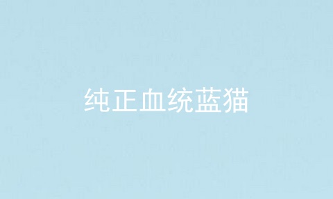 纯正血统蓝猫