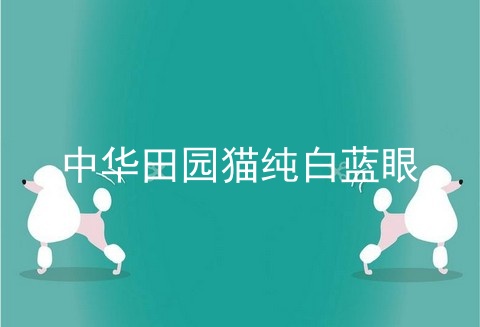 中华田园猫纯白蓝眼