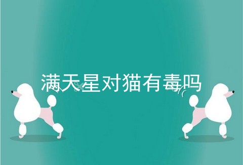 满天星对猫有毒吗