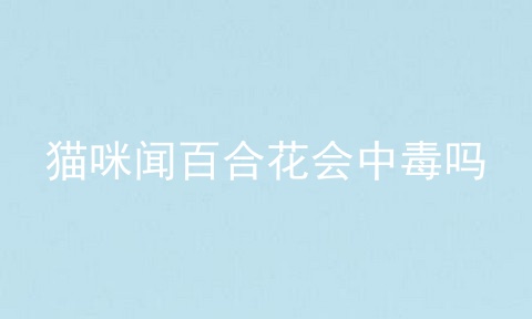 猫咪闻百合花会中毒吗