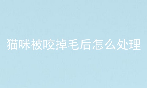 猫咪被咬掉毛后怎么处理