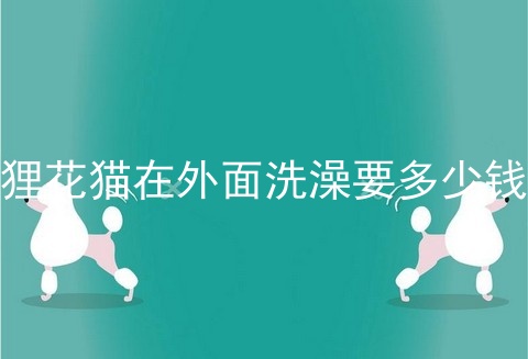 狸花猫在外面洗澡要多少钱