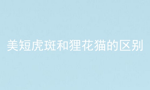 美短虎斑和狸花猫的区别