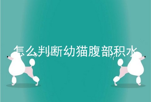 怎么判断幼猫腹部积水