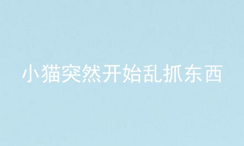 小猫突然开始乱抓东西