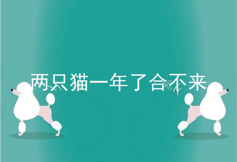 两只猫一年了合不来