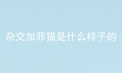 杂交加菲猫是什么样子的