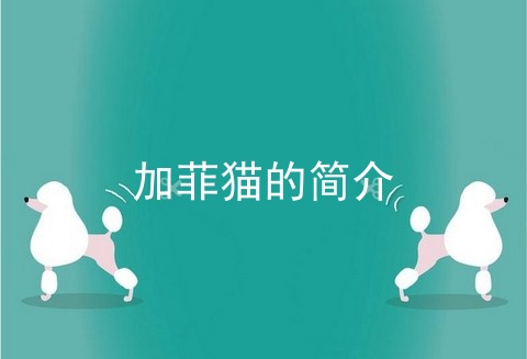 加菲猫的简介