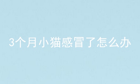 3个月小猫感冒了怎么办