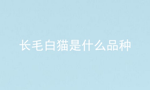 长毛白猫是什么品种