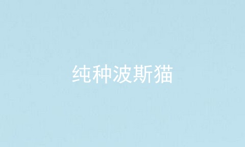 纯种波斯猫