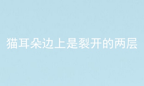 猫耳朵边上是裂开的两层