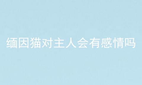 缅因猫对主人会有感情吗