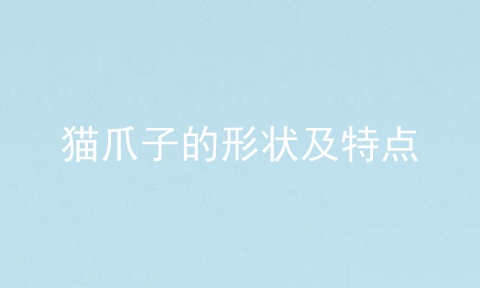 猫爪子的形状及特点