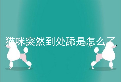 猫咪突然到处舔是怎么了