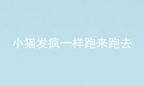 小猫发疯一样跑来跑去