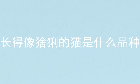 长得像猞猁的猫是什么品种