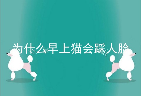 为什么早上猫会踩人脸